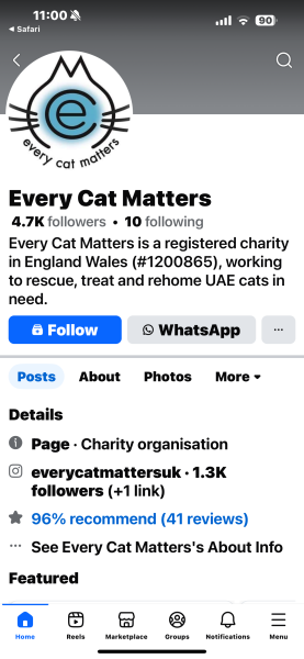How to find a kitten in an ethical way