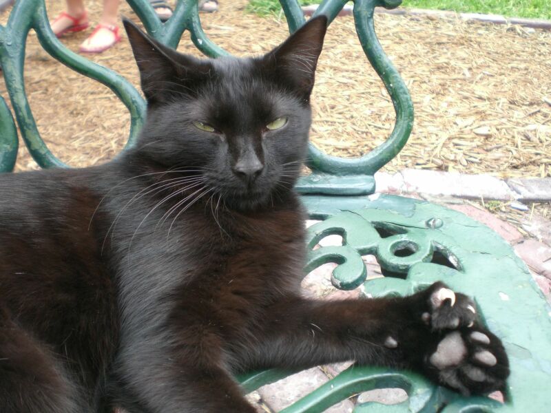 Cats with thumbs!