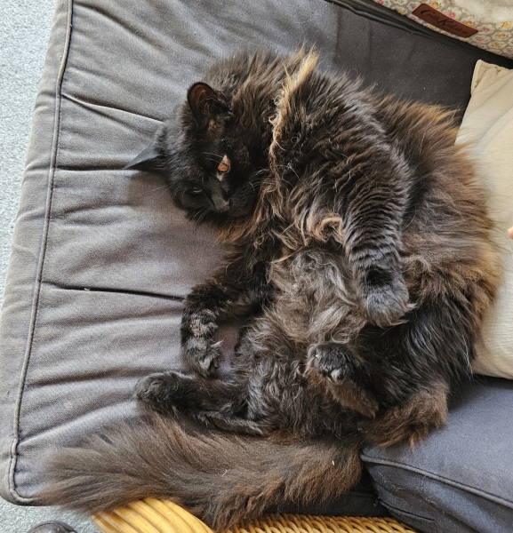 First time long-haired cat owner advice needed!