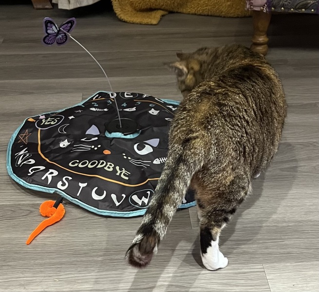 Chicken, Dreamies and Lickelix - the Excellent Cats form a disorderly queue