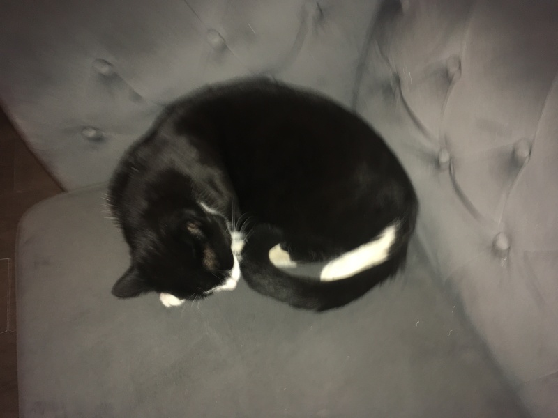 Thread 34 Starmer - Conference Swanwiches and a Deputy Leader contest