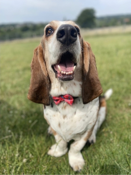First time family dog, what breed might we be missing?