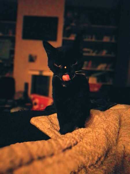 Chicken, Dreamies and Lickelix - the Excellent Cats form a disorderly queue