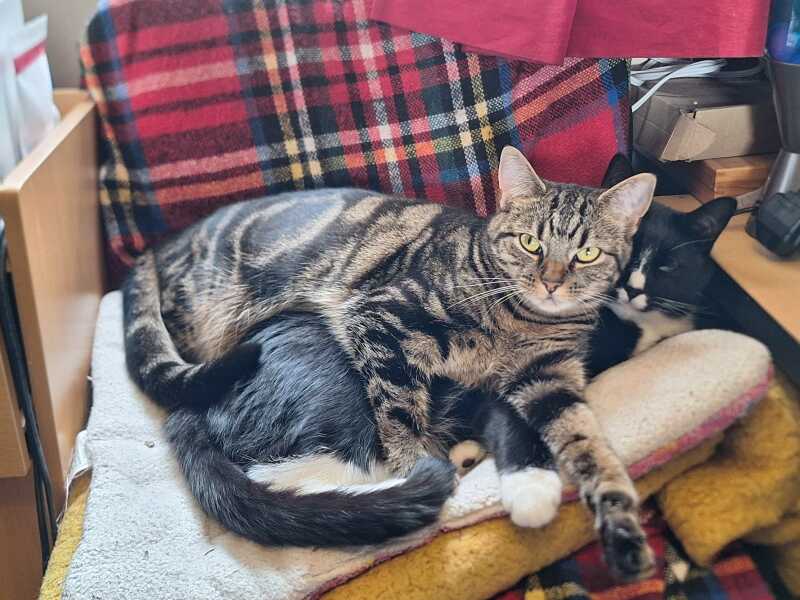 Cats a dickhead 🤣