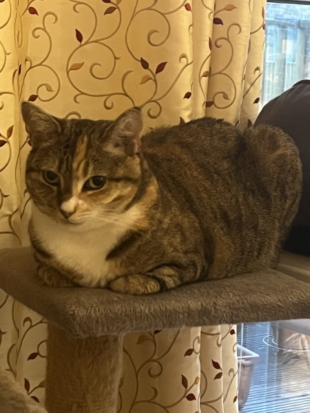 Chicken, Dreamies and Lickelix - the Excellent Cats form a disorderly queue