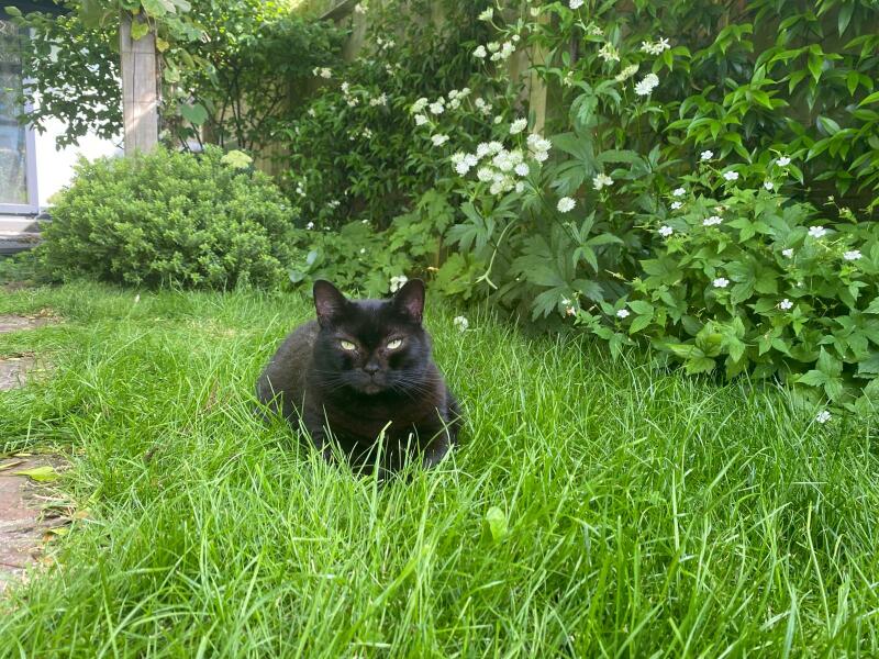 Post your supermodel cats