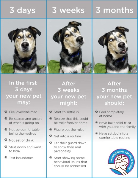 Adopting a dog - need advice