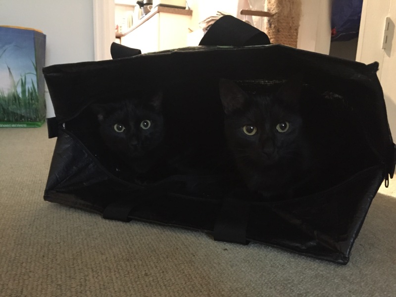 Thread 33 Starmer - Gerst Monath