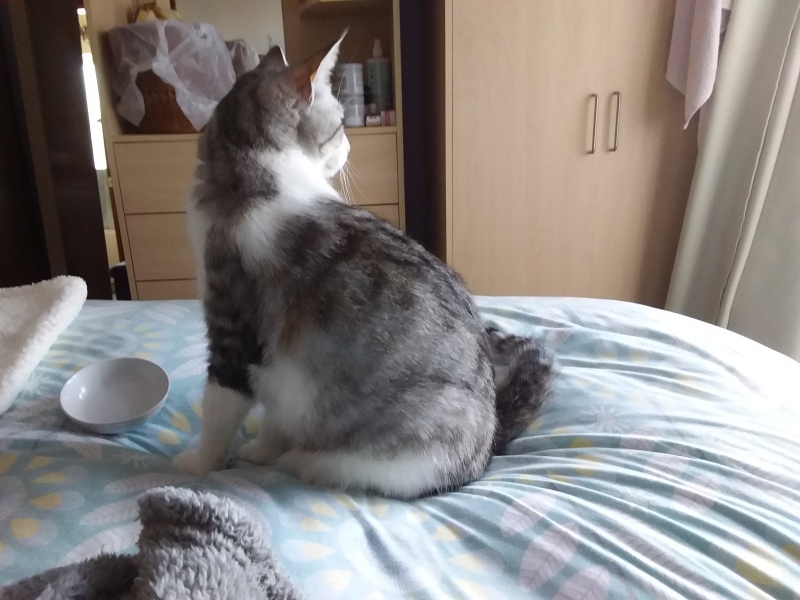 Chicken, Dreamies and Lickelix - the Excellent Cats form a disorderly queue