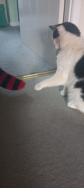 Chicken, Dreamies and Lickelix - the Excellent Cats form a disorderly queue