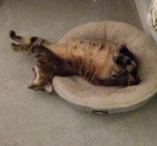 Chicken, Dreamies and Lickelix - the Excellent Cats form a disorderly queue