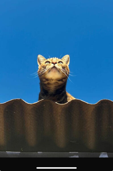 Post your supermodel cats