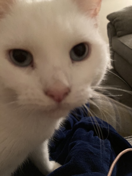Post your supermodel cats