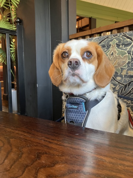 Is it awful to be considering a doodle..? First time dog owner