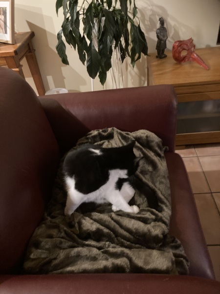 Chicken, Dreamies and Lickelix - the Excellent Cats form a disorderly queue