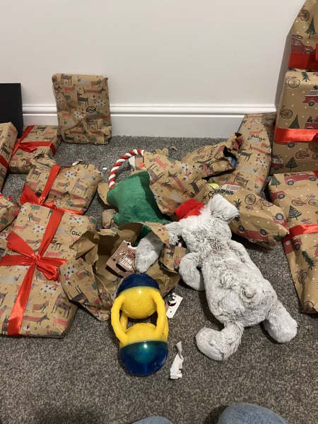 Puppy survival thread! All welcome!