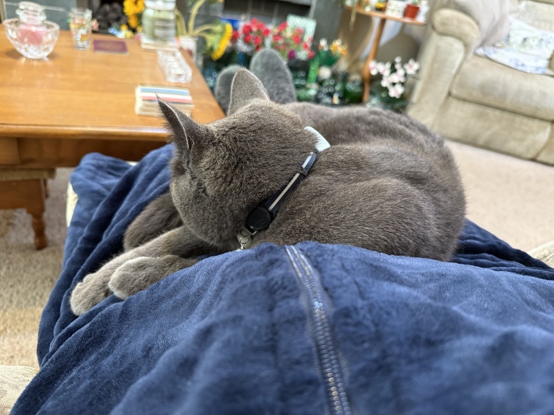 Chicken, Dreamies and Lickelix - the Excellent Cats form a disorderly queue