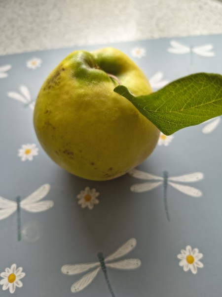 Thread 34 Starmer - Conference Swanwiches and a Deputy Leader contest