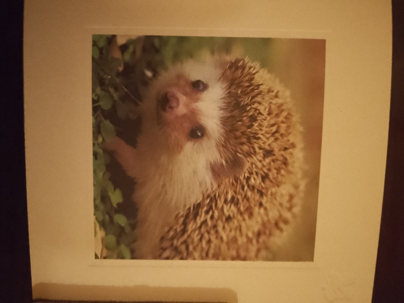 The Autumn Bluestocking - mist, mellow fruitfulness and hot chocolate!