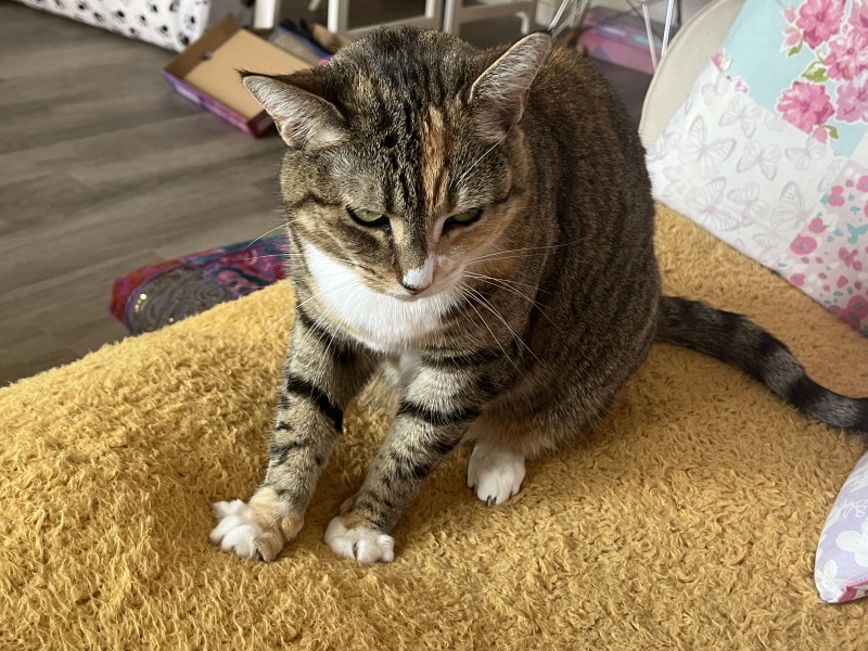 Chicken, Dreamies and Lickelix - the Excellent Cats form a disorderly queue