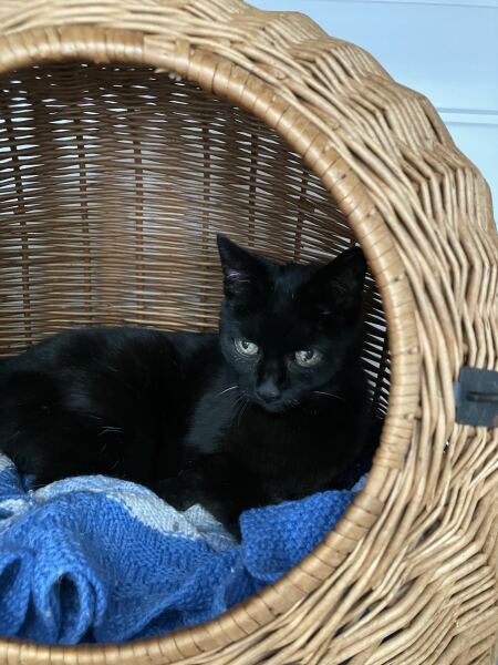 Chicken, Dreamies and Lickelix - the Excellent Cats form a disorderly queue