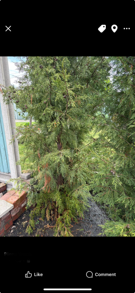 Think my new conifers are dying. Advice please?