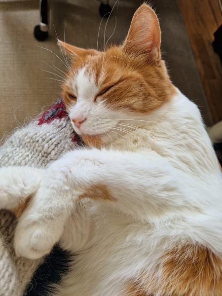 Chicken, Dreamies and Lickelix - the Excellent Cats form a disorderly queue