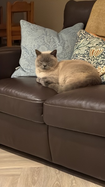 Post your supermodel cats