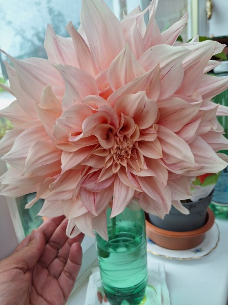 Year round Nigel Slater discussion thread Part 2