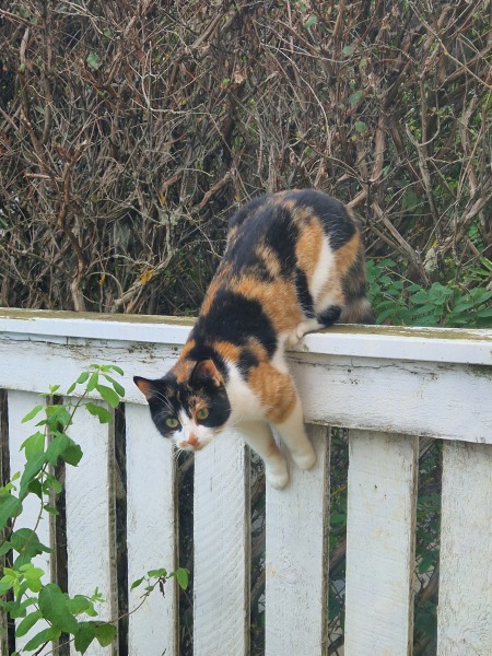 Chicken, Dreamies and Lickelix - the Excellent Cats form a disorderly queue