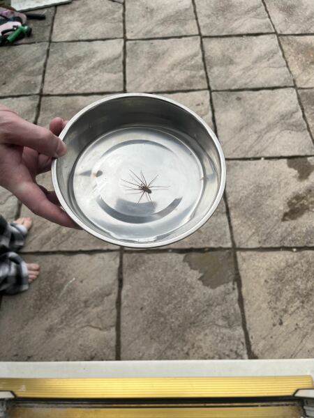 How many big house spiders have you seen in your house this season?