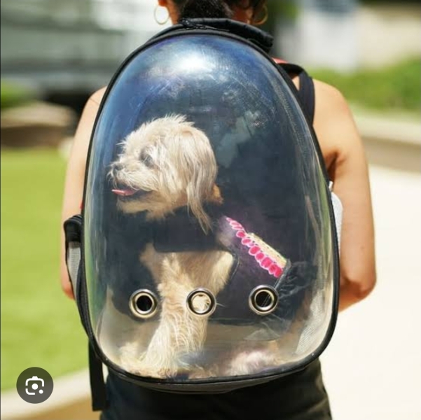 Little Dogs in Prams
