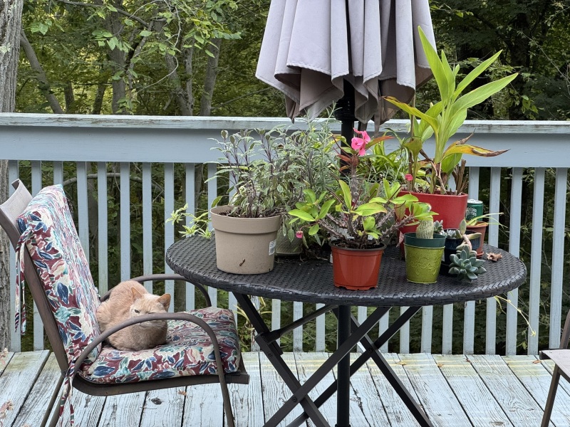 Come and tell us your dull and unexciting news 34: Calmly through the day