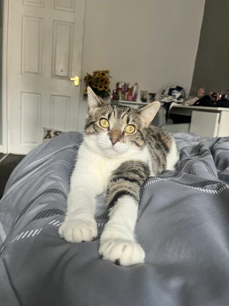 Post your supermodel cats