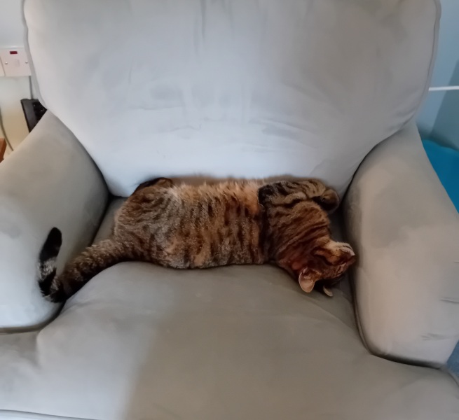 Chicken, Dreamies and Lickelix - the Excellent Cats form a disorderly queue