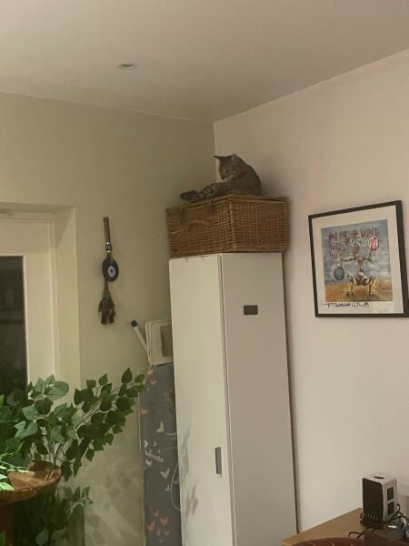 Introducing Marvin the Mau