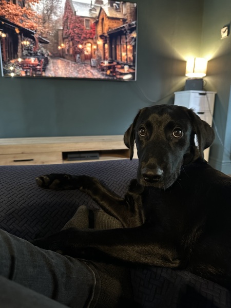 Puppy survival thread! All welcome!