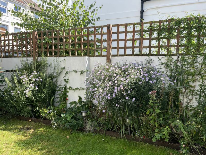 What to do with asters?