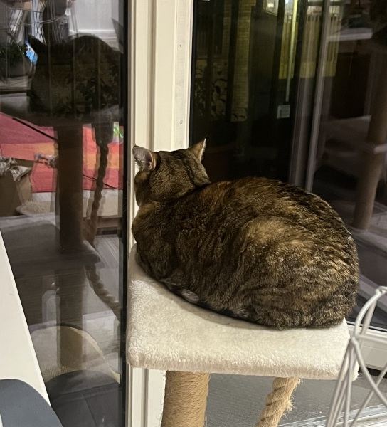 Scottish Tourism - the Excellent Cats debate Gizmo's suitability as a top influencer