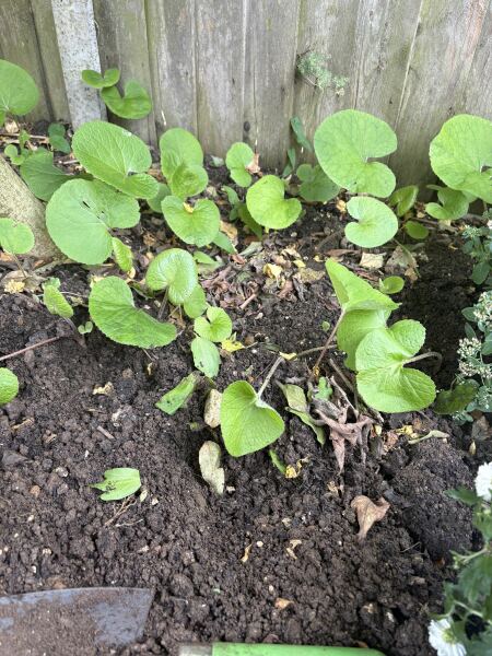 Weeding help