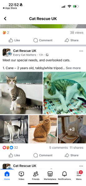 Does anyone from London have room for a rescue cat? 😬