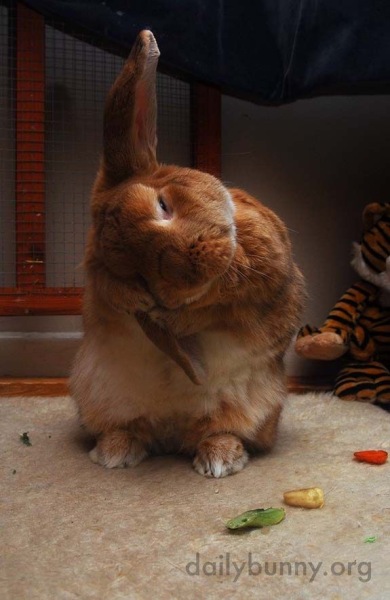 TRAs online attack on a bunny rescue