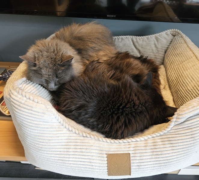 Chicken, Dreamies and Lickelix - the Excellent Cats form a disorderly queue