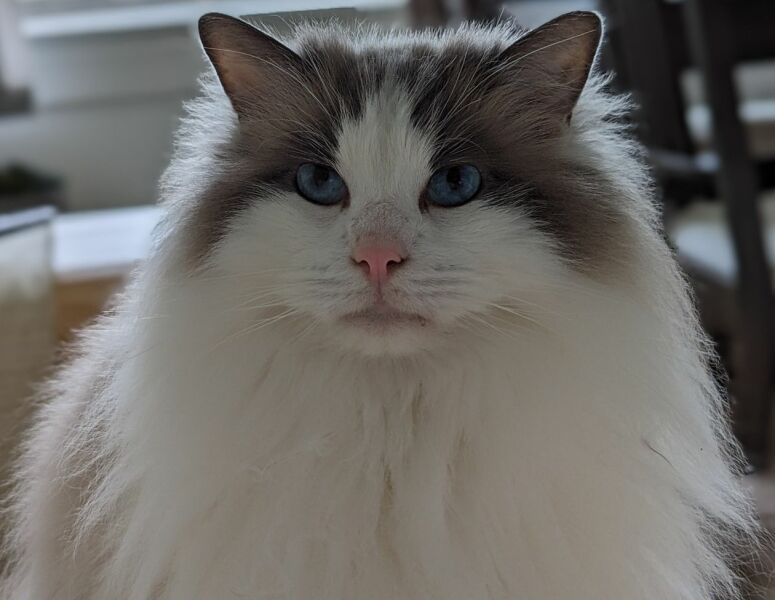 Post your supermodel cats