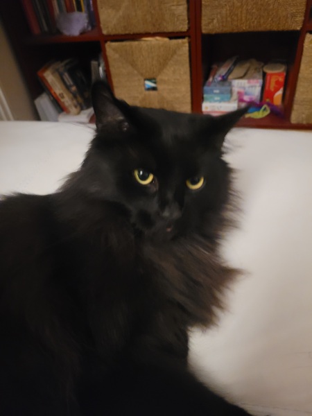 Thread 33 Starmer - Gerst Monath