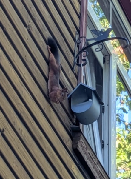 Thread 31 Starmer - September Rain