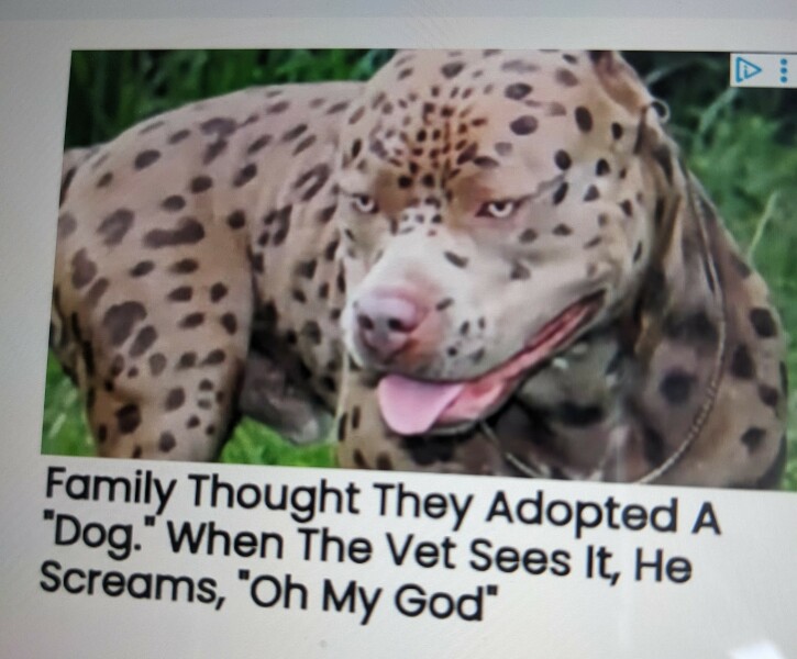 Thread 33 Starmer - Gerst Monath