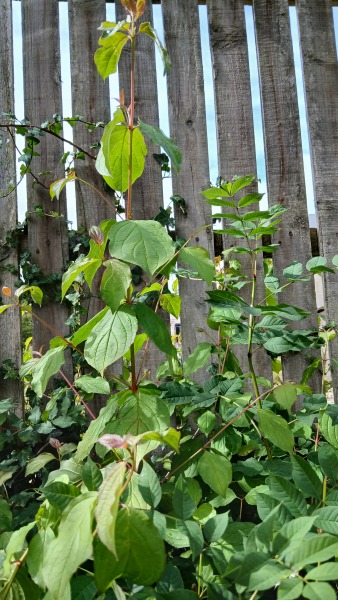 Help needed - is this plant harmful?
