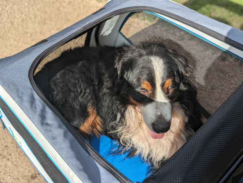 Little Dogs in Prams