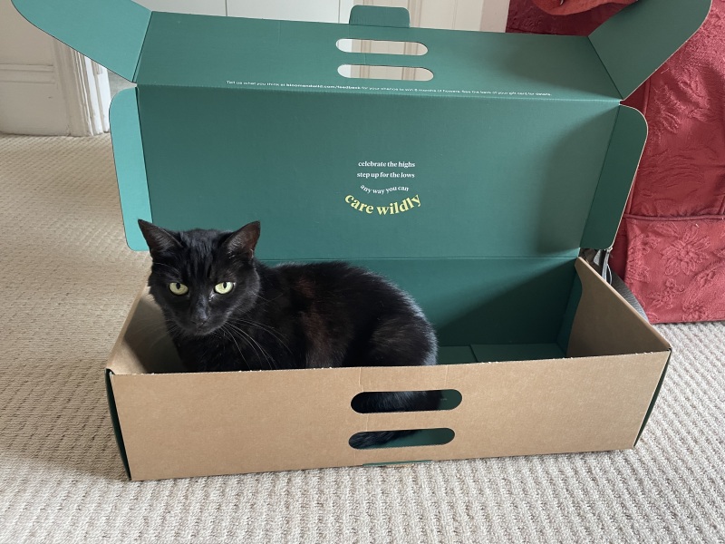 Thread 31 Starmer - September Rain